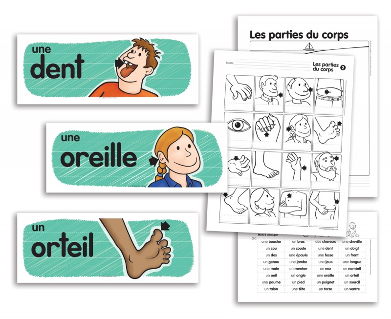 Les Parties Du Corps Vocabulaire