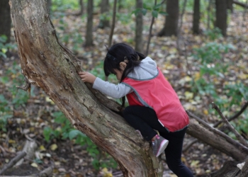 Petite enfance en forêt : bénéfices et défis
